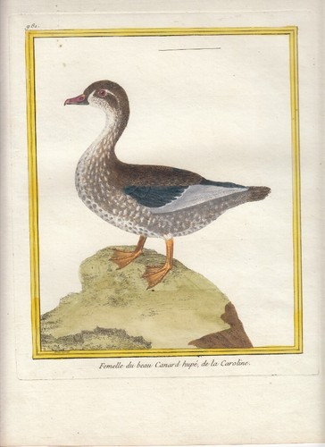 Hand colored martinet histoire - martinet,