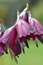 Dierama 'Blackbird '