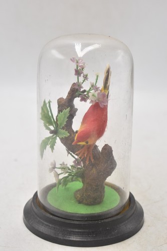 Vintage faux taxidermy felted - taxidermy,