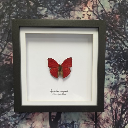 Blood red glider - , (cymothoe