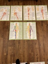 x11 Educational And Anatomical Laminated Display Wall Charts. size A2
