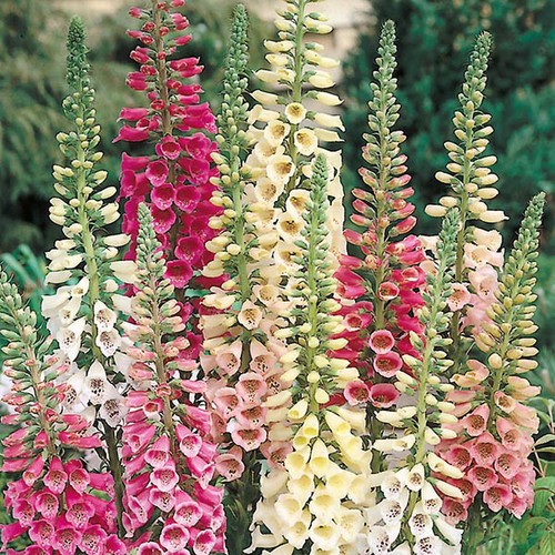 Foxy foxglove seeds - 50,