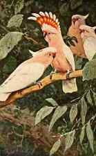 A4 Photo Kuhnert FW 1911 Major Mitchells Cockatoo Print Poster