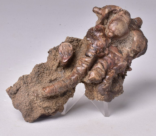 Crinoid fossil jimbacrinus - crinoid,