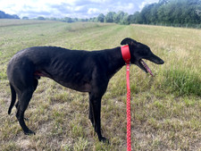 Leather fishtail combo lead