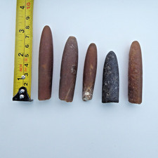 Fossil Belemnites, Jurassic