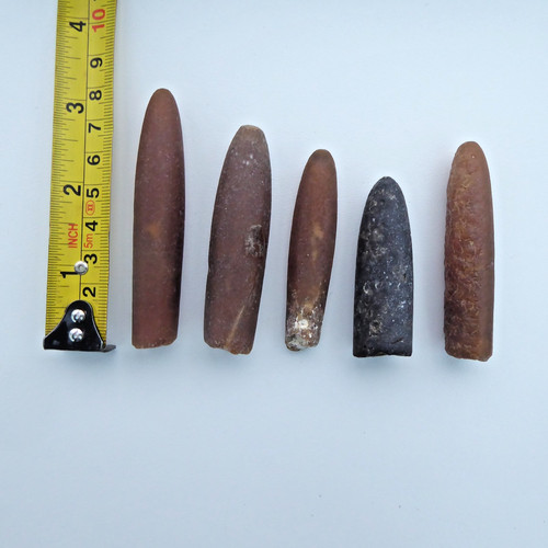 Fossil belemnites jurassic - belemnites,,