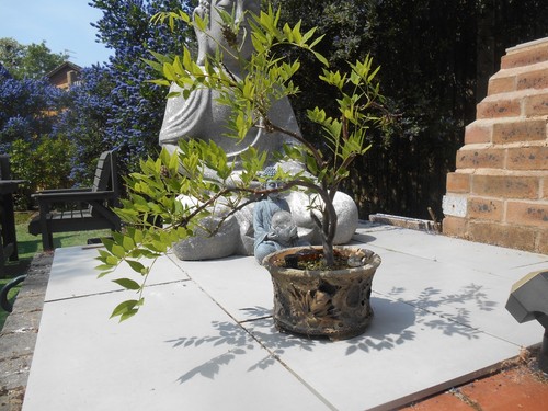 Wisteria bonsai plant - bonsai,