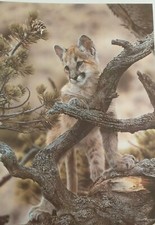 Steven Townsend - Curiosity -