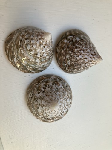 Pcs natural troca spiral top - pcs,