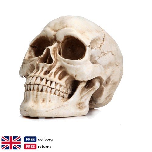 Realistic human skull replica - human,