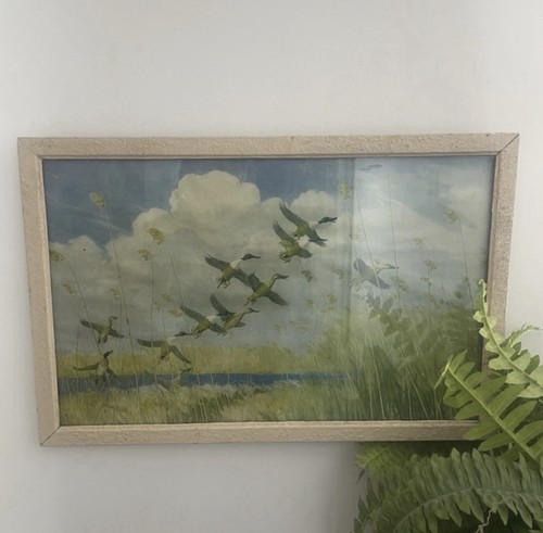 Vintage flying ducks mid - flying,
