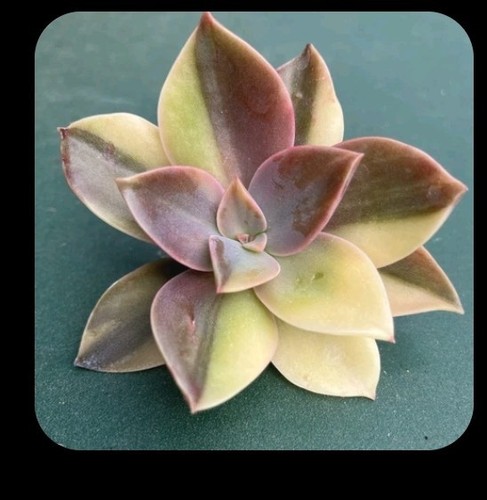 Echeveria gibbiflora metallica - gibbiflora,