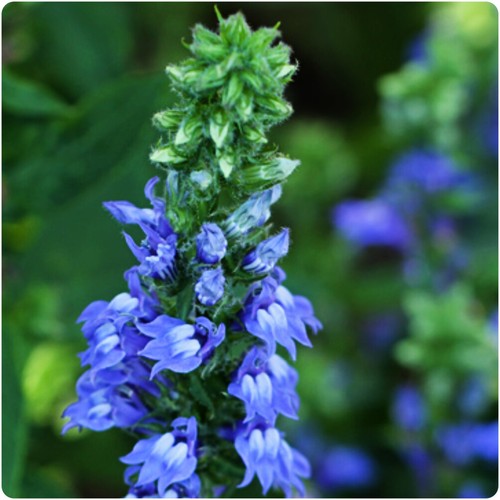 Lobelia siphiltica blue - lobelia,