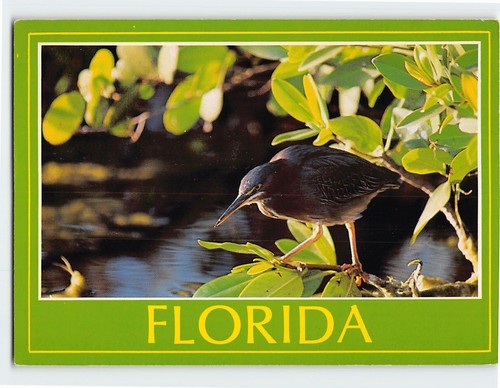 Postcard green heron florida - heron,
