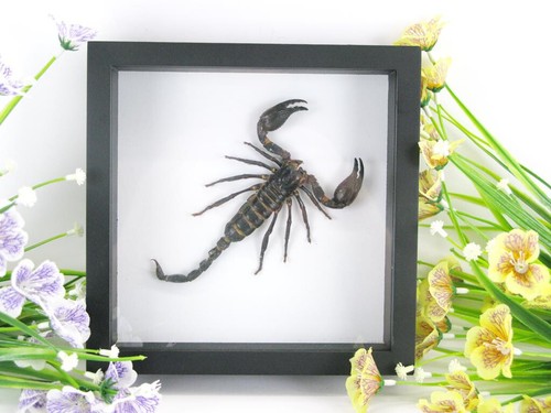Huge real scorpion - ,