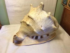 Super Size Giant Conch Seashell.size 12 Inch Long 10 Inch Wide 9 Inch High.