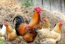 12 x Mixed Breed (tested )