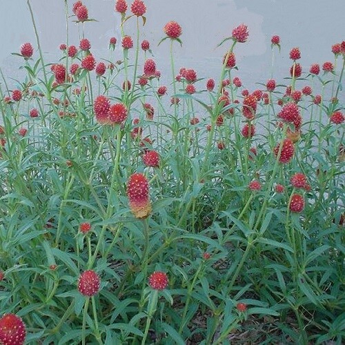 Gomphrena haageana strawberry - gomphrena, 'strawberry