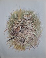 Vintage bird book plate print, basil ede, wren