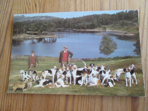 Postcard coniston foxhounds - postcard, at