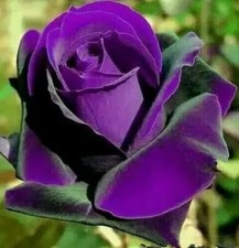 10 pcs Purple Rose Flower