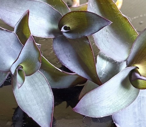 Tradescantia pallida blue - pallida, "blue