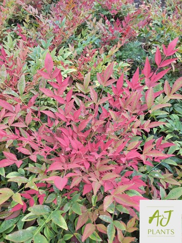 Nandina domestica obsessed - obsessed,