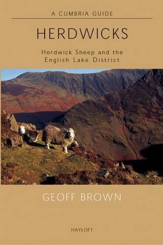Herdwicks herdwick sheep and - herdwick,