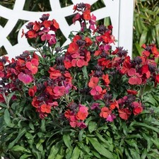 Erysimum red jep wallflower - erysimum,