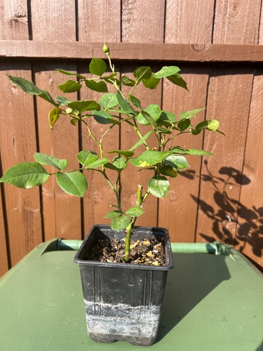 Pink rose plant rosa - -,