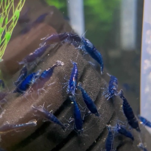 Dream blue shrimp - shrimp,