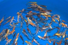 75 x 2-3" Butterfly Premium