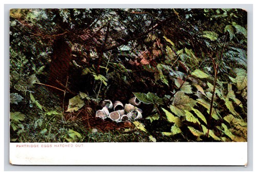 Postcard birds vintage - postcard:,