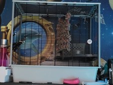 Large Rat Cage with Accessories Food,bedding And Exercise Ball.