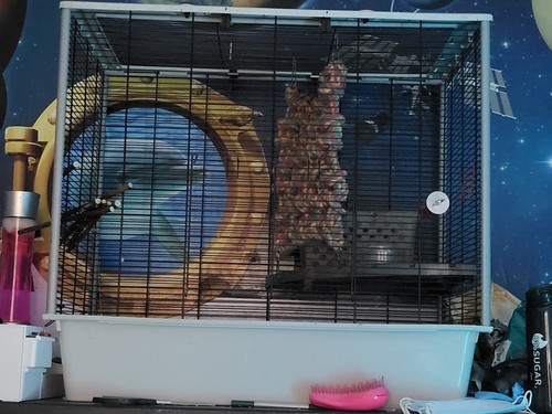Large rat cage with - large,