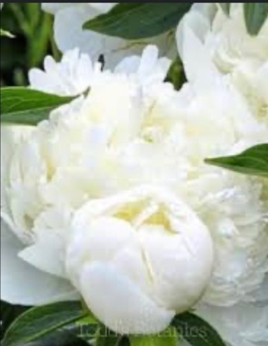 Peony duchesse nemours - peony-duchesse, de