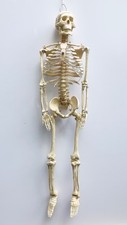 Human skeleton anatomical model (articulated joints, spinal nerves, 85cm tall)
