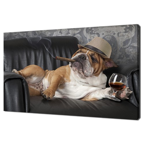 English bulldog leather - a,