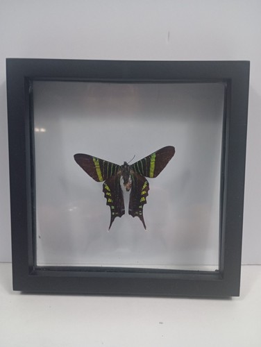 Authentic urania swallowtail - urania,