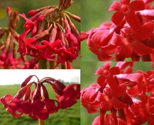 4 X plants of Primula