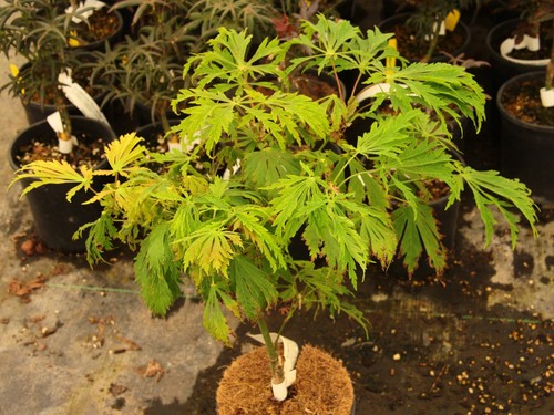 Acer japonicum aconitifolium - acer, 'aconitifolium'