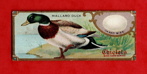 Birds studies american issue - studies,