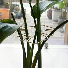 Monstera Leaf Plant Trellis
