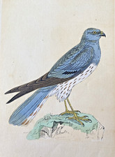 Montague's Harrier Antique