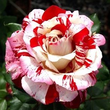 Rosa Rock & Roll ('Wekgobnez')