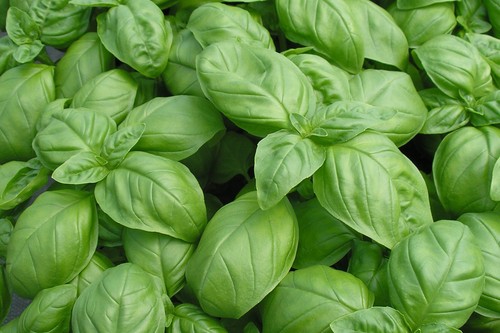 Organic herb basil genovese - ,