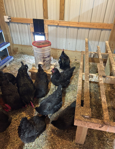 Jersey giant eggs - jersey,