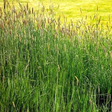 Climax Timothy Grass Seeds -