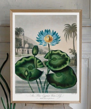 OKA, India Jane Striking Premium Quality Botanical Unframed Art Print